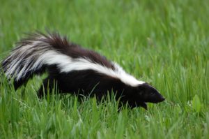 https://www.jandnfeedandseed.com/wp-content/uploads/2017/10/Skunk-from-Shaunas-adobe-stock-acct-300x199.jpg